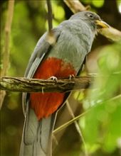Black-Tailed Trogon, Darién: by vagabonds3, Views[268]