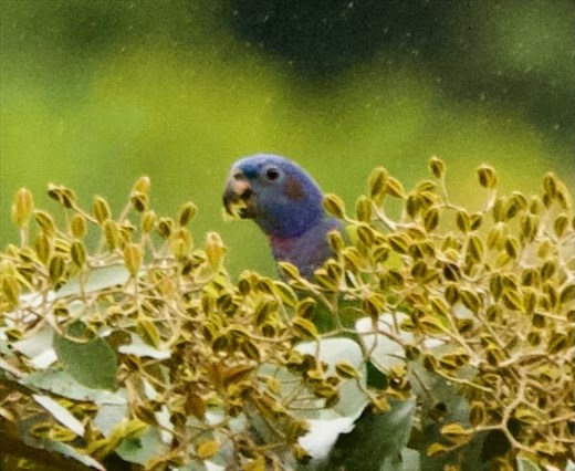 Blue-Headed Parrot, Chucunaque River