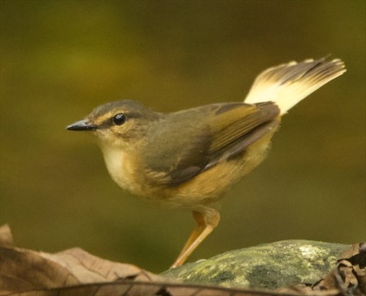 Buff-Rumped Warbler, Darién