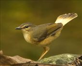 Buff-Rumped Warbler, Darién: by vagabonds3, Views[266]