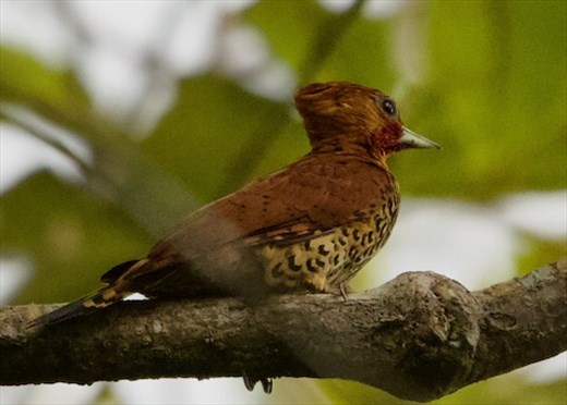 Cinnamon Woodpecker, Darién