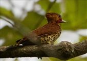 Cinnamon Woodpecker, Darién: by vagabonds3, Views[233]
