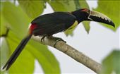 Collared Aracari, Darién: by vagabonds3, Views[317]