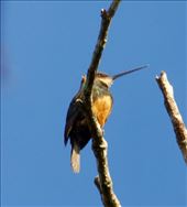 Dusky-Backed Jacamar, Nuevo Vigia: by vagabonds3, Views[6224]