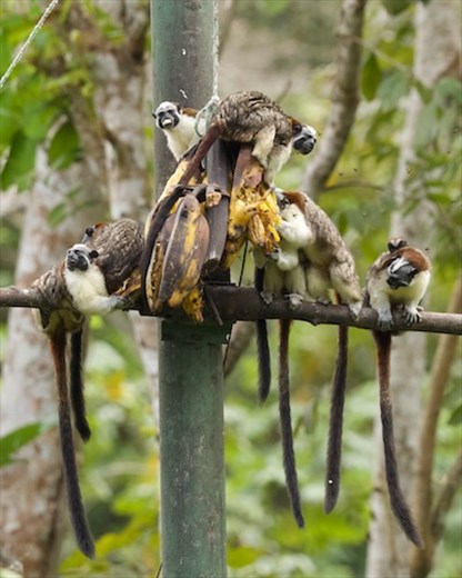 Geoffray's Tamarins, Canopy Camp