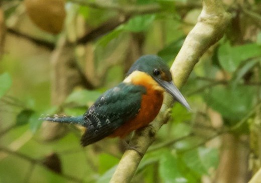 Green-and-Rufous Kingfisher, Nuevo Vigia