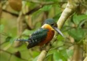 Green-and-Rufous Kingfisher, Nuevo Vigia: by vagabonds3, Views[258]