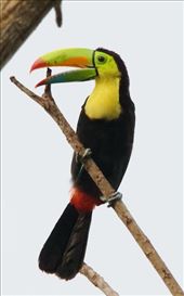 Keel-Billed Toucan, Darién: by vagabonds3, Views[268]