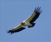 King Vulture, Darién: by vagabonds3, Views[262]