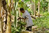 Harvesting plantains, Nuevo Vigia: by vagabonds3, Views[277]