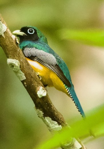 Northern Black-Throated Trogon, Darién