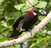 Purple-Throated Fruit Crow, Darién: by vagabonds3, Views[256]