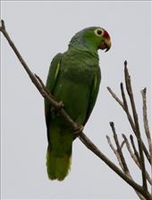 Red-Lored Amazon, Chucunaque River: by vagabonds3, Views[293]