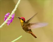 Ruby-topaz Hummingbird, Canopy Camp: by vagabonds3, Views[254]