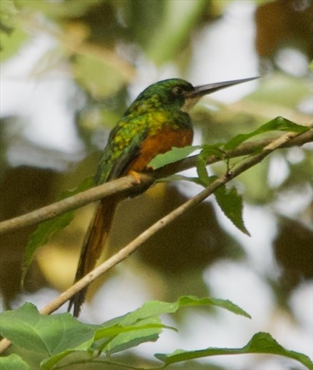 Rufous-Tailed Jacamar, Darién