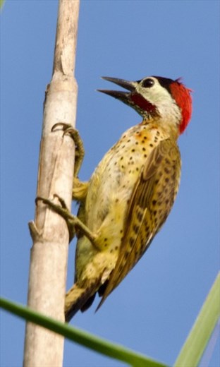 Spot-Breasted Woodpecker, Chucunaque River