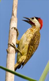 Spot-Breasted Woodpecker, Chucunaque River: by vagabonds3, Views[243]