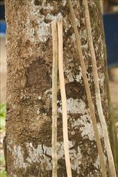 Hand-cut walking sticks, don't leave home without them: by vagabonds3, Views[332]