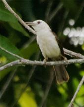 White-Headed Wrein, Darién: by vagabonds3, Views[264]