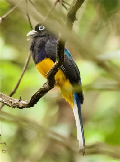 White-Tailed Trogon, Darién