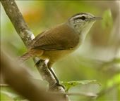 Isthmian Wren, San Francisco Sanctuary: by vagabonds3, Views[6293]