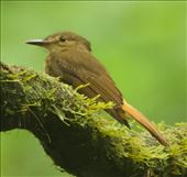 Tropical Royal Flycatcher, San Francisco Sanctuary: by vagabonds3, Views[6191]