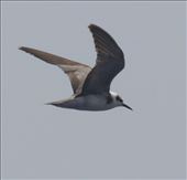 Black Tern: by vagabonds3, Views[320]