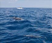 Bottle-nose Dolphin and a fishing boat like ours: by vagabonds3, Views[6167]