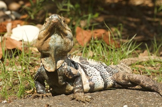 Iguana, Carara National Park
