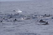 Spinner Dolphin pod (and leaping tuna): by vagabonds3, Views[416]