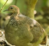 Great Tinamou, Carara National Park: by vagabonds3, Views[322]
