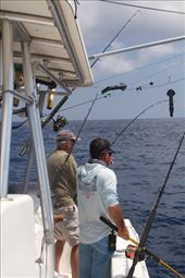 Fish on! It's only a tuna: by vagabonds3, Views[6211]