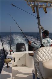 Trolling for Sailfish: by vagabonds3, Views[345]