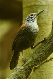 Riverside Wren, Carara National Park: by vagabonds3, Views[348]