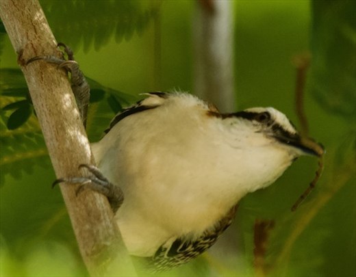 Rufous-Backed Wren, Carara National Park