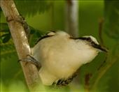 Rufous-Backed Wren, Carara National Park: by vagabonds3, Views[322]