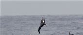 Spinner Dolphin goes airborne: by vagabonds3, Views[276]