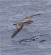 Wedge-Tailed Shearwater: by vagabonds3, Views[377]