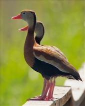 Black-Bellied Whistling Duck, McFadden National Wildlife Refuge: by vagabonds3, Views[24098]