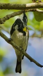 Black-Throated Green Warbler, Sabine Woods: by vagabonds3, Views[24152]