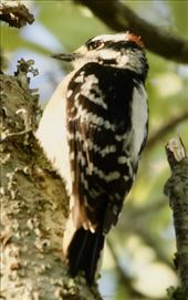 Downy woodpecker, Sabine Woods: by vagabonds3, Views[450]