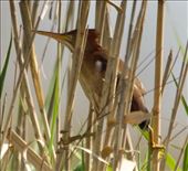 Least Bittern, McFadden National Wildlife Refuge: by vagabonds3, Views[24225]