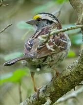 White-Throated Sparrow, Sabine Woods: by vagabonds3, Views[24358]