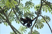 Brown-faced capuchin, Iguassu Falls: by vagabondstoo, Views[644]
