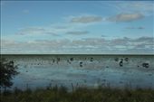 Flooded pampas: by vagabondstoo, Views[879]
