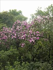 Manca da Serra trees in bloom, Atlantic Rain Forest: by vagabondstoo, Views[699]