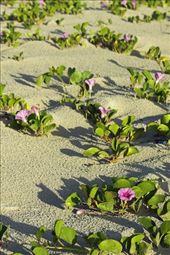 Beach flowers, Ilha do Mel: by vagabondstoo, Views[610]