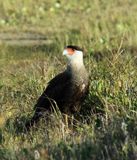 Southern crested caracara