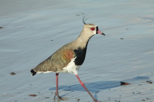 Southern lapwing, Ilha do Mel