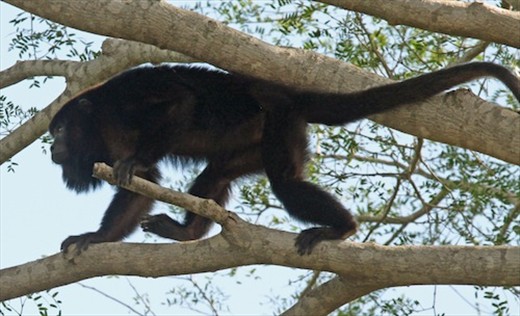 Black howler monkey